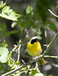 Common Yellow throat 2477